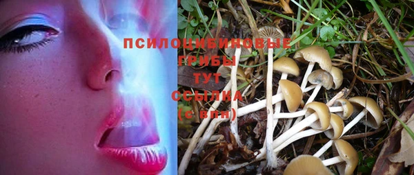 трава Корсаков